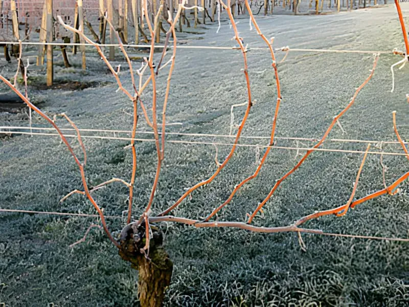 Pruning & Migration