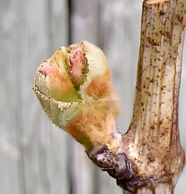 Vine Development