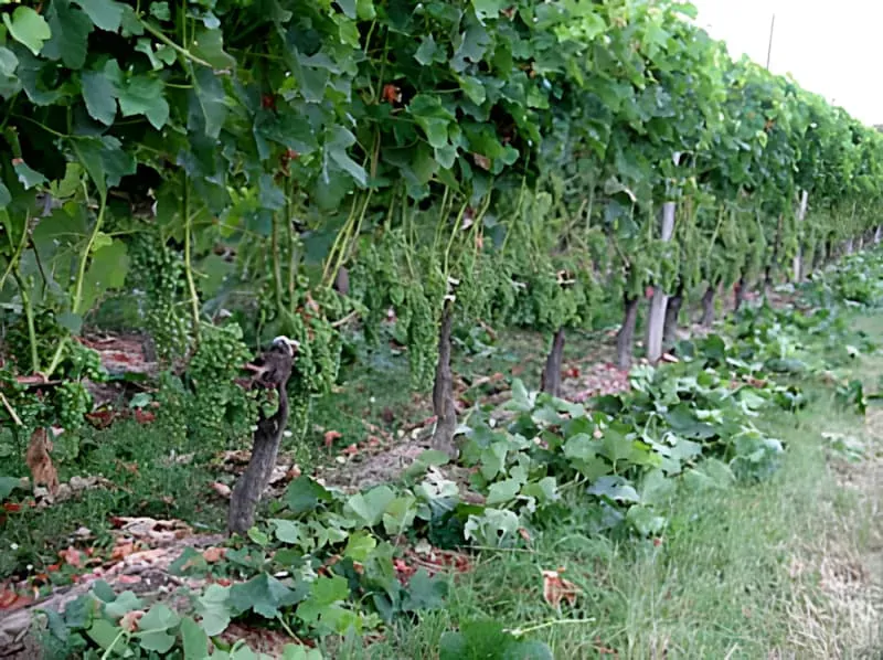 July De-leafing