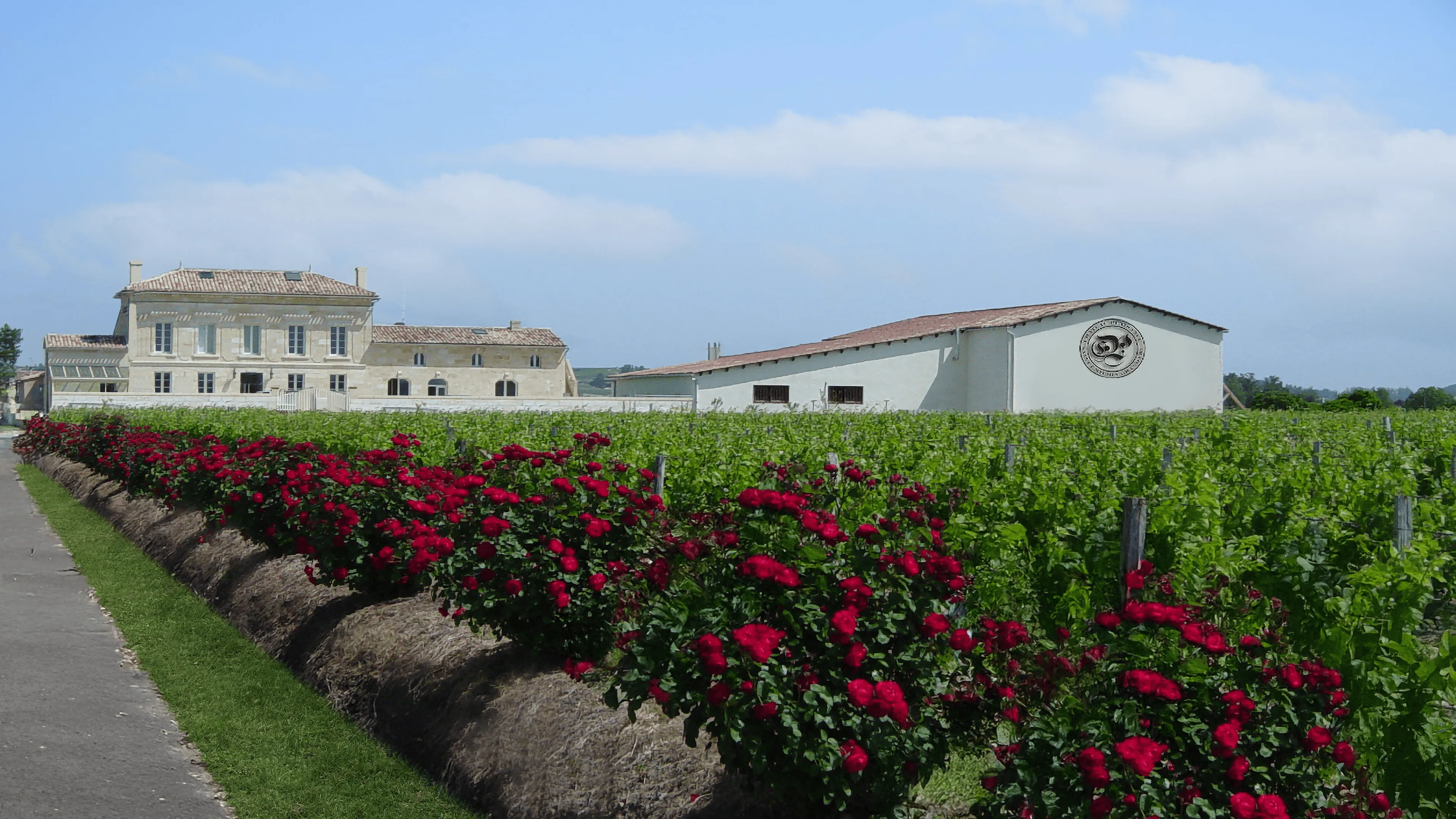 The historic Château Plaisance estate in Saint-Émilion, a family-owned winery producing Bordeaux Grand Cru wines since 1881, is showcased with its vineyard, traditional château, and modern cellar buildings under a blue sky. Red roses line the vibrant green vineyard in the foreground.