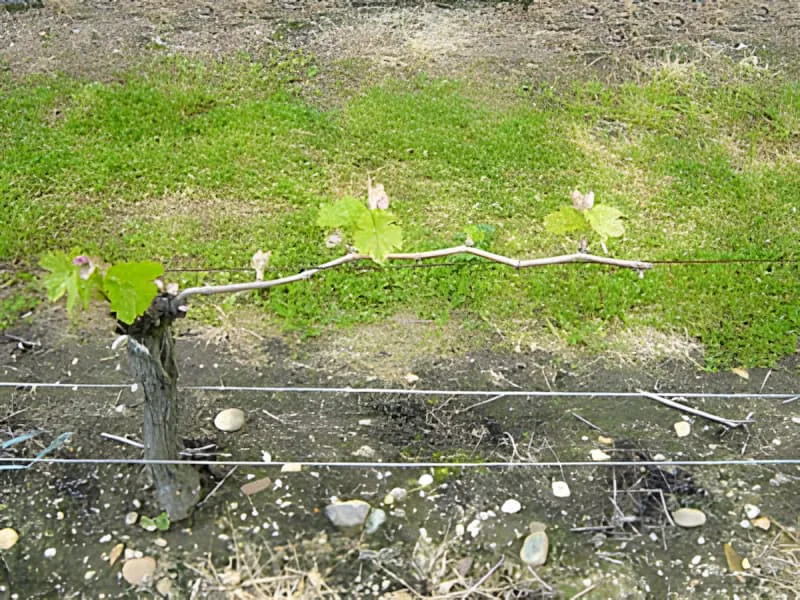 Close-up of a grapevine cane showing early spring growth with small green shoots emerging from the dormant wood.