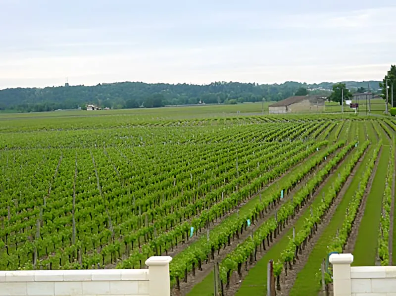 Panoramic view of vineyard rows with lush green vines stretching across rolling countryside under a partly cloudy sky.