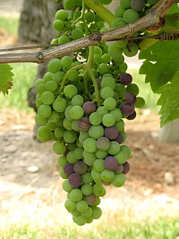 Ein Bündel Trauben an der Rebe beginnt den Prozess der Véraison, mit einigen Trauben, die sich von grün zu einer rötlich-violetten Farbe wenden.