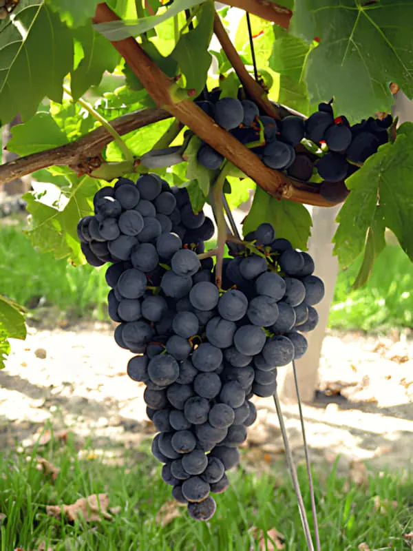 Un gros plan d'une grappe mature de raisins violet profond pendant à la vigne, prête pour la récolte.