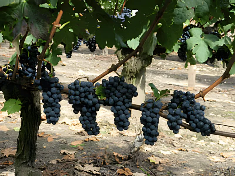 Gros plan de plusieurs grappes de raisins violet profond pendant d'une vigne, montrant une maturité complète et un développement de couleur riche.