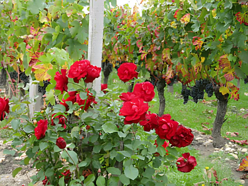 Roses rouges vibrantes fleurissant au bout des rangées de vignoble, entourées de feuilles de vigne aux couleurs d'automne dans les tons or et vert.
