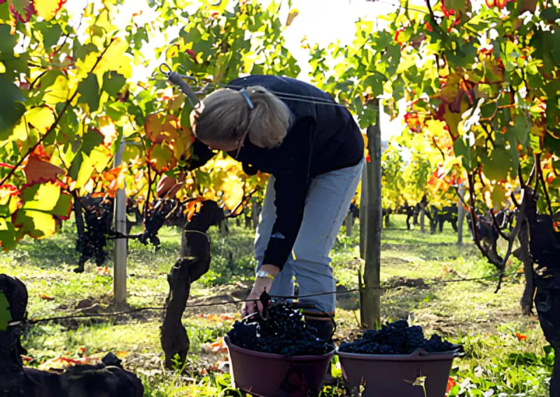 A woman with blonde hair, wearing a dark top, is bent over, hand-harvesting grapes from a vine into a large bucket.