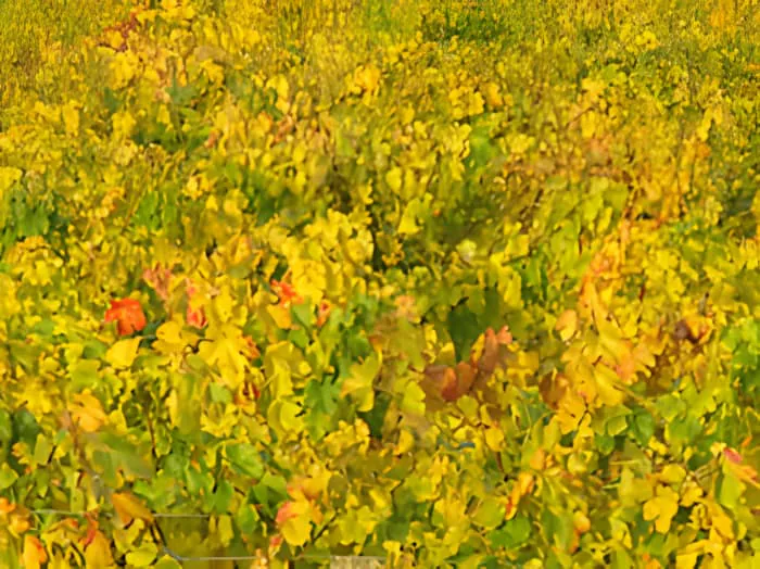 A vibrant, golden-yellow vineyard in autumn, with hints of red and green in the leaves, creating a sea of gold.