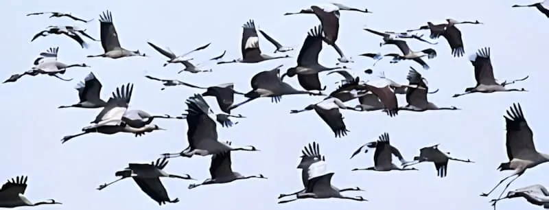 A large flock of cranes flying in formation against a pale blue sky during their autumn migration.