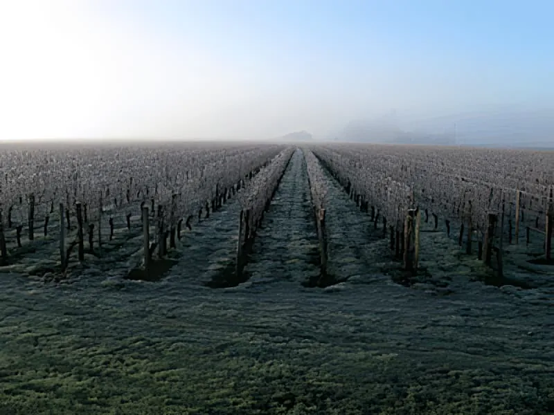Winter vineyard rows with bare vines covered in iridescent frost under a clear blue sky, creating a shimmering effect in the sunshine.