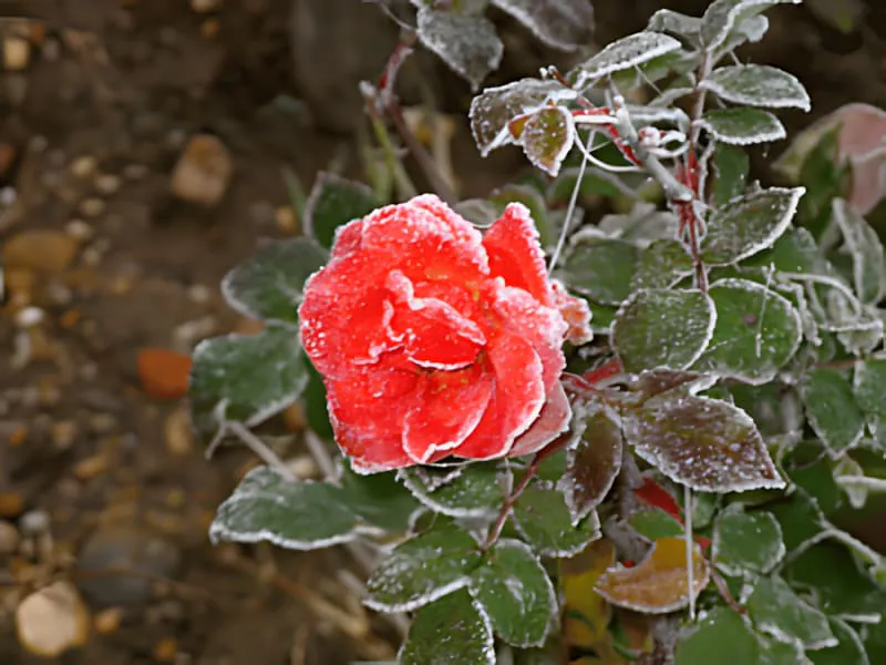A bright red rose bloom covered with frost crystals, surrounded by frost-covered leaves and foliage.