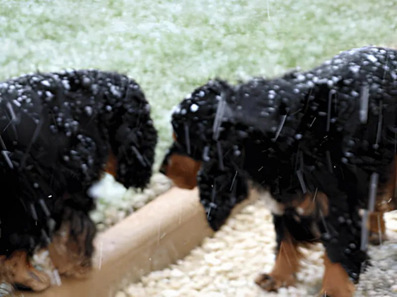 Several dark-colored dogs playing and walking in fresh snow, appearing joyful and energetic in the winter weather.