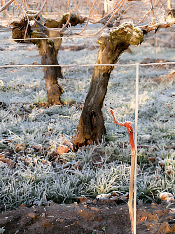 A young vine with a protective red wax cap surrounded by older, bare vine trunks in winter, showing the contrast between new plantings and mature vines.