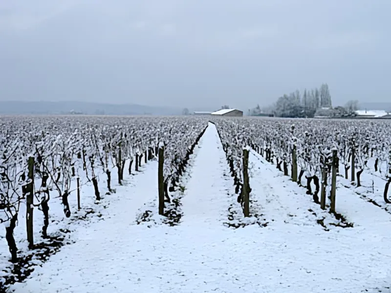 A vineyard in winter, with rows of bare vines covered in a light dusting of snow, leading to a distant barn.