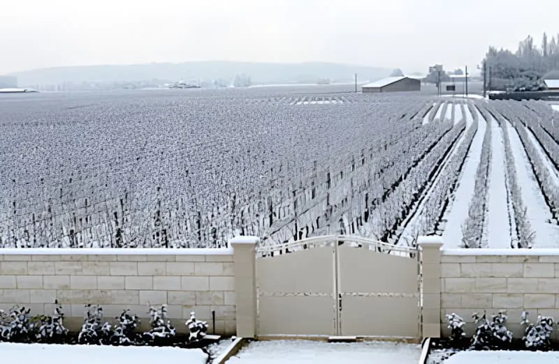 Eine weite Ansicht von schneebedeckten Weinbergreihen, die sich in die Ferne erstrecken, mit kahlen Reben und einer leichten Schneeschicht auf dem Boden.