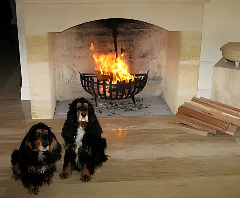 两只黑棕色可卡犬坐在石制壁炉中熊熊燃烧的火前。