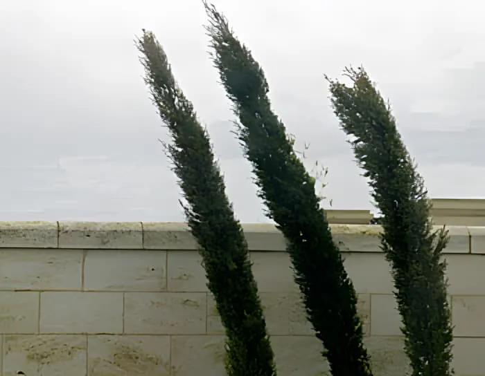 三棵高大的柏树在灰色暴雨天空背景下在强风中剧烈弯曲。