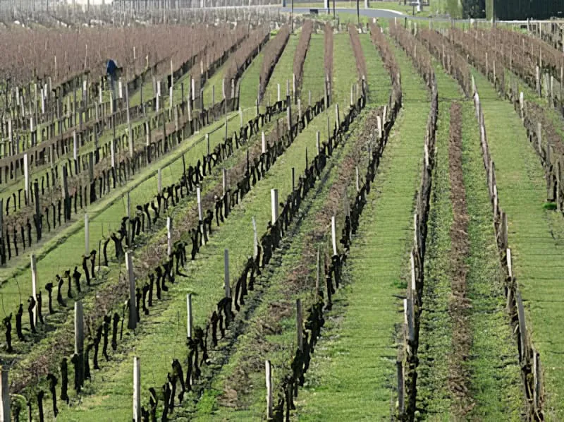 A long view of a vineyard in early spring, with rows of pruned vines and pulled wood waiting to be shredded.
