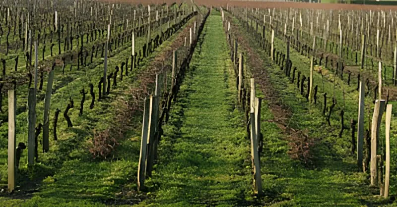 Longues rangées de vignes taillées avec du vieux bois placé entre chaque deuxième rangée, prêt à être broyé en préparation pour la saison de croissance.