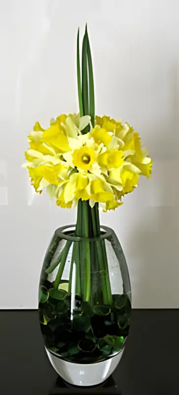 A vibrant bouquet of yellow daffodils arranged in a clear glass vase, symbolizing the arrival of spring.