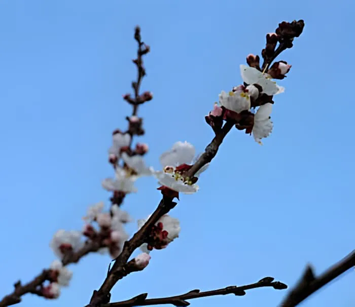 Close-up of delicate white apricot blossoms on a branch against a blue sky, showing the intricate details of the spring flowers.