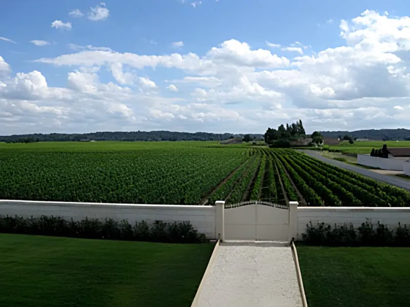 A sweeping view of vineyard rows stretching across the landscape under a blue sky with white clouds, showing the organized pattern of vine cultivation.