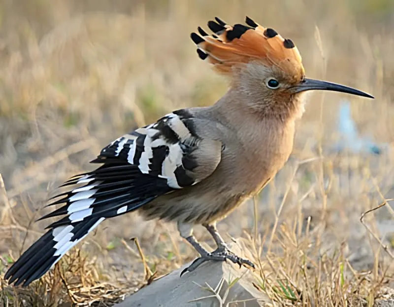 A Hoopoe bird with a prominent crest of orange and black-tipped feathers stands in a field of dry grass.