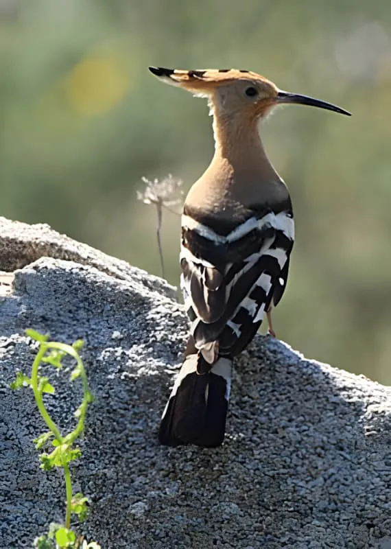 A distinctive Hoopoe bird perched on a stone, displaying its raised orange and black-striped crest feathers and characteristic markings.