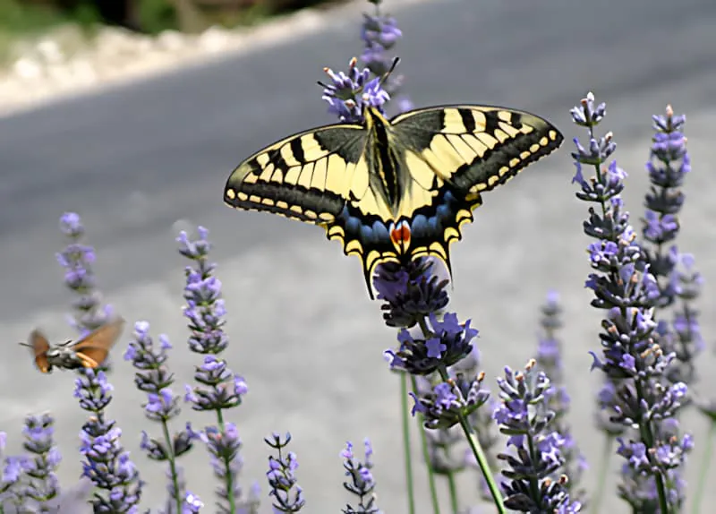 Ein leuchtend gelber und schwarzer Schwalbenschwanz-Schmetterling ruht auf einer violetten Lavendelblüte, mit einem Taubenschwänzchen verschwommen im Hintergrund.