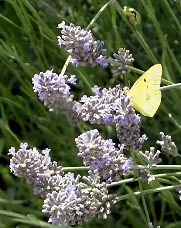 Ein hellgelber Schmetterling mit zarten Flügeln füttert auf violetten Lavendelblütenständen.