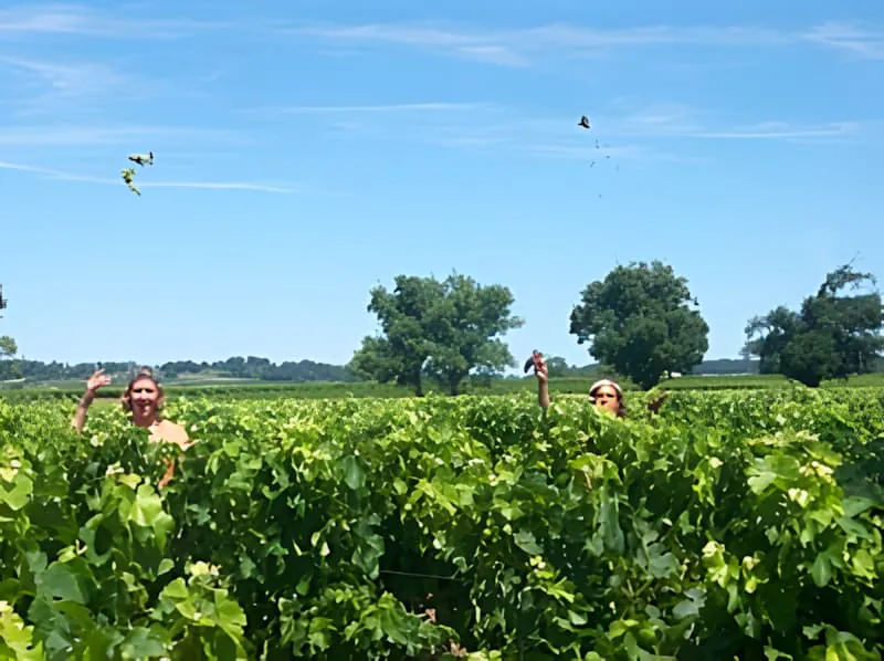 Mehrere Weinbergarbeiter sichtbar in der Ferne arbeiten zwischen den grünen Reben unter einem blauen Himmel mit verstreuten Wolken.