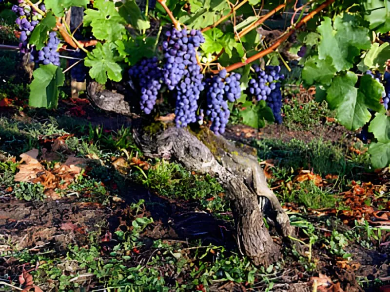 A close-up of an ancient grapevine with a thick, gnarled trunk and deep purple grape clusters hanging from its branches.