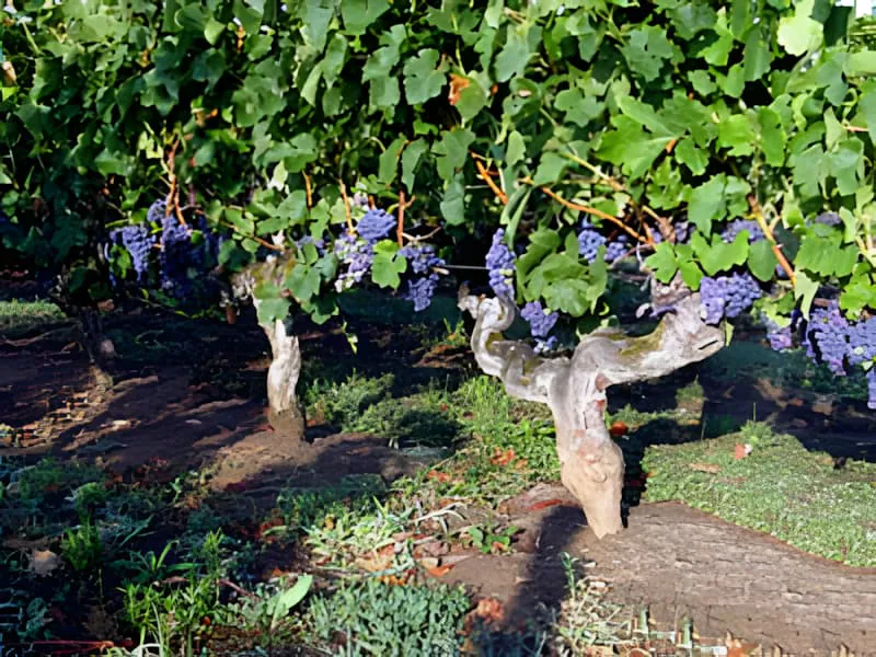 A detailed view of an old grapevine showing its thick, weathered trunk and clusters of ripe dark grapes among green foliage.