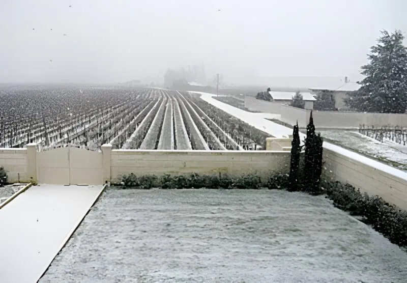 Ein Panoramablick von schneebedeckten Weinbergreihen, die sich in die Ferne erstrecken, mit Gebäuden und Bäumen sichtbar unter einem bewölkten Winterhimmel.