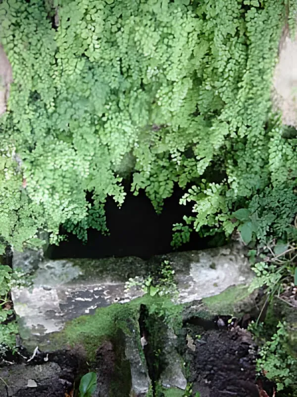A dark cave or grotto entrance surrounded by lush green vegetation, showing the natural environment around the underground chambers.
