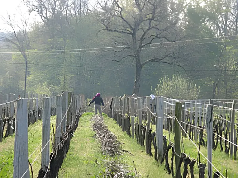 A vineyard worker in a purple hoodie works down a row of vines in the early morning.