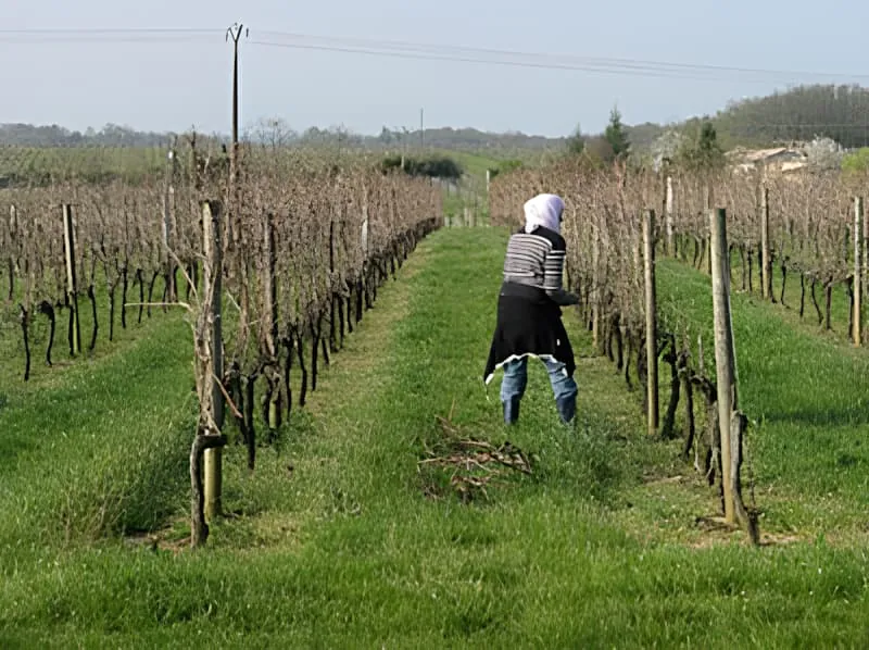 A person in light-colored clothing working in a vineyard row, bending down to collect pruned wood from between the vine rows.