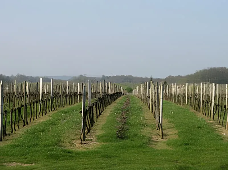 Long rows of bare grapevines stretching into the distance with neat grass pathways between them, showing the completed pruning work.