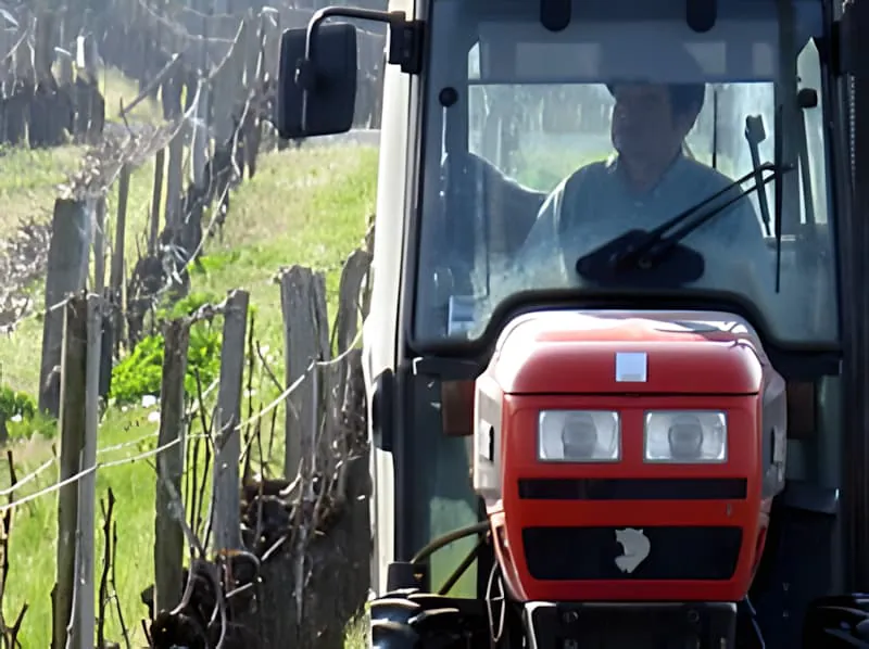 A red tractor with an operator visible in the cab, positioned among vineyard rows with pruned wood ready for chipping.