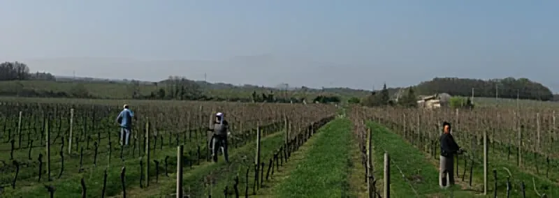A wide vineyard view showing three small figures of workers spread across the vineyard rows, demonstrating the scale of the pruning operation.