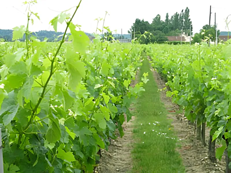 Vineyard rows showing vigorous vine growth with shoots extending above the support wires, needing management and tucking between the wires.