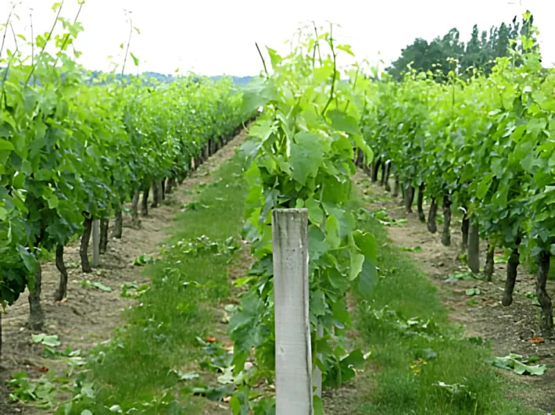 Long rows of grapevines with lush green growth stretching into the distance, showing neat vineyard organization after vine management.