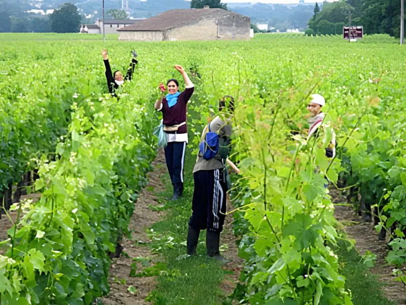 Four vineyard workers standing cheerfully in the vineyard rows with their arms raised, showing team spirit and positive work environment.