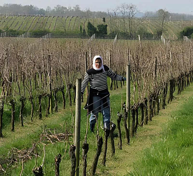 A woman wearing a white headscarf standing among dormant vineyard rows during what appears to be winter or early spring pruning season.