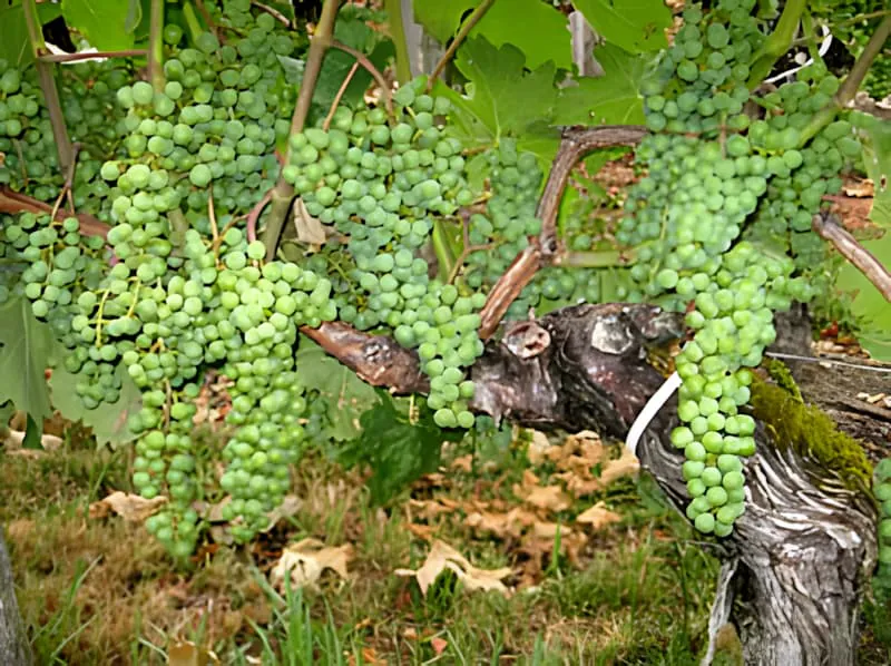 Close-up of multiple green grape clusters hanging heavily on the vine, showing abundant fruit development after de-leafing work.