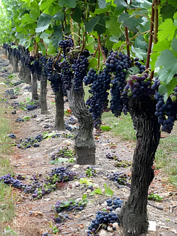 Multiple clusters of deep purple ripe grapes hanging from vine branches, showing excellent color development and full ripeness before harvest.