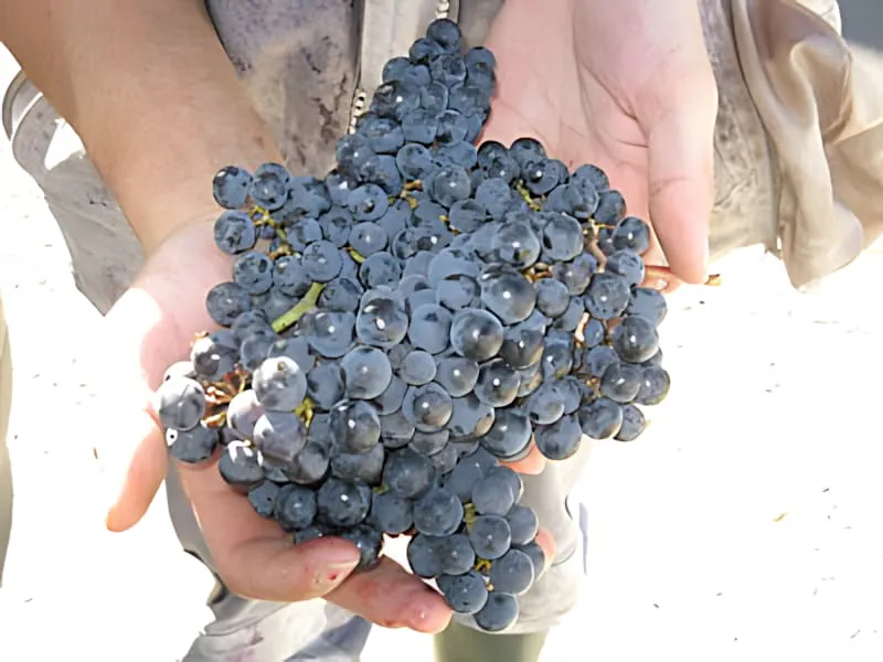 Hands holding a perfect cluster of dark purple grapes, showing the optimal ripeness and quality achieved in the 2010 harvest.