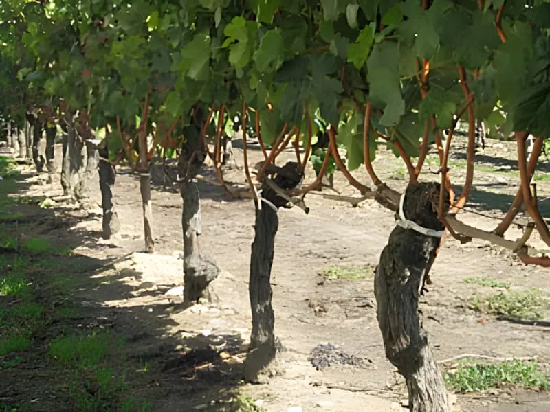 Vineyard rows after harvest showing bare vine trunks and remaining green foliage, with the ground showing evidence of the completed harvest.