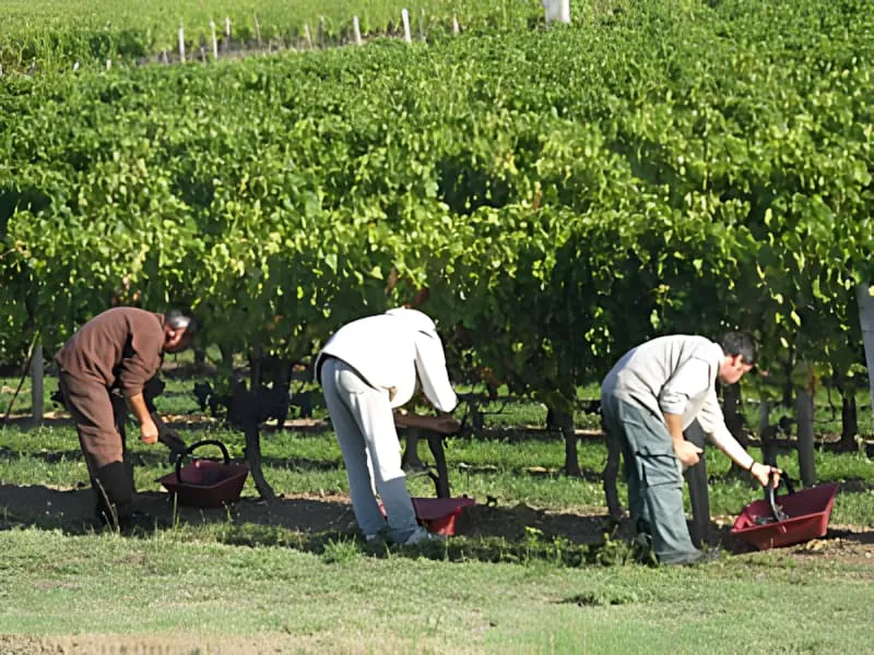 Workers harvesting grapes in vineyard rows during autumn harvest season