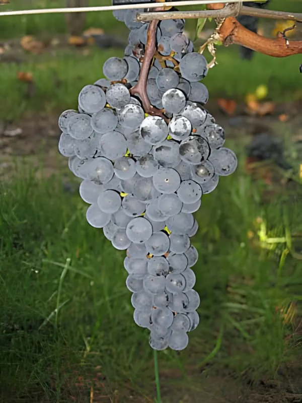 Ripe purple grape cluster ready for harvest on vine